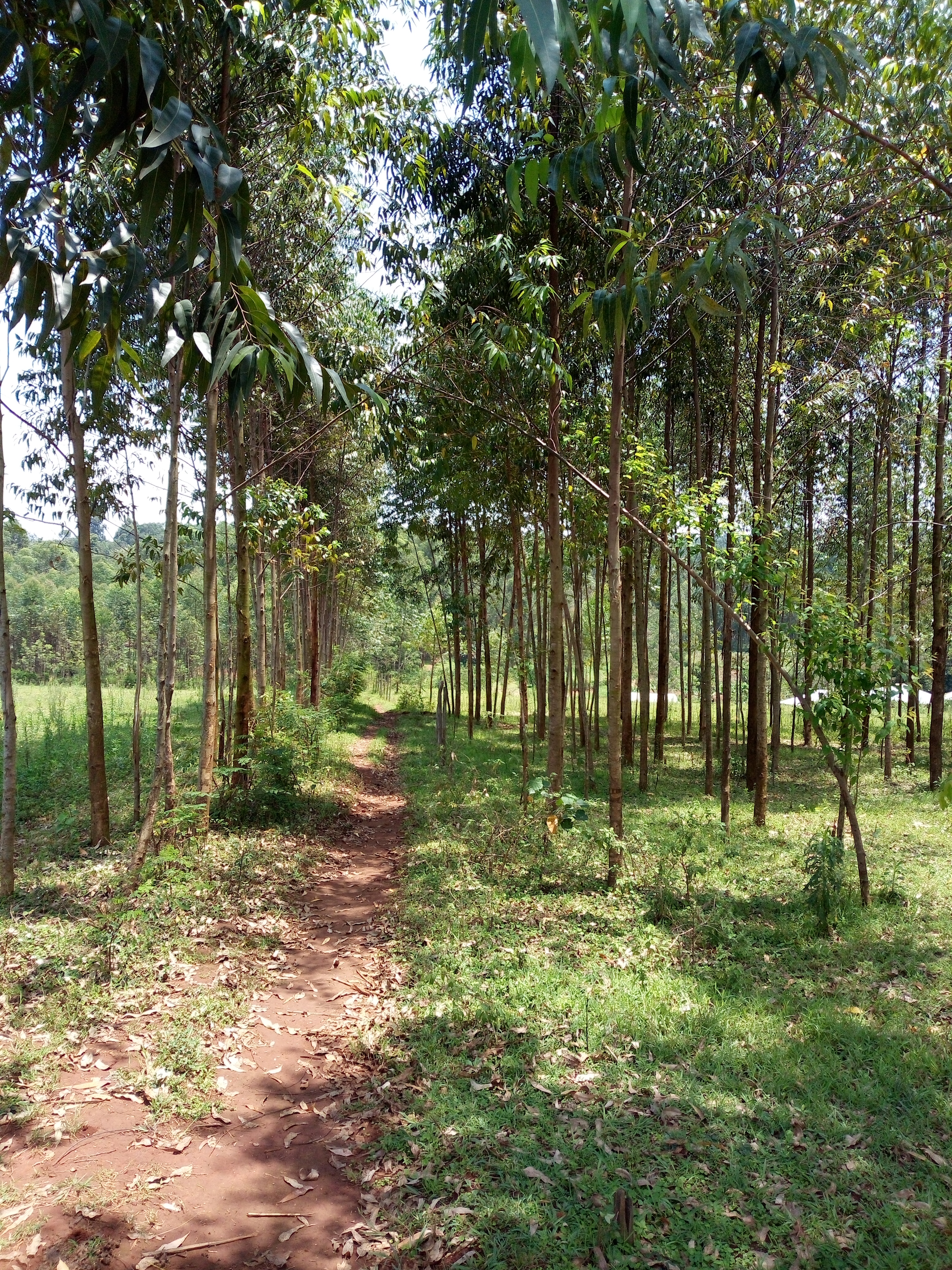 Crop Field